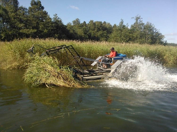 Ruokoa leikkaamassa