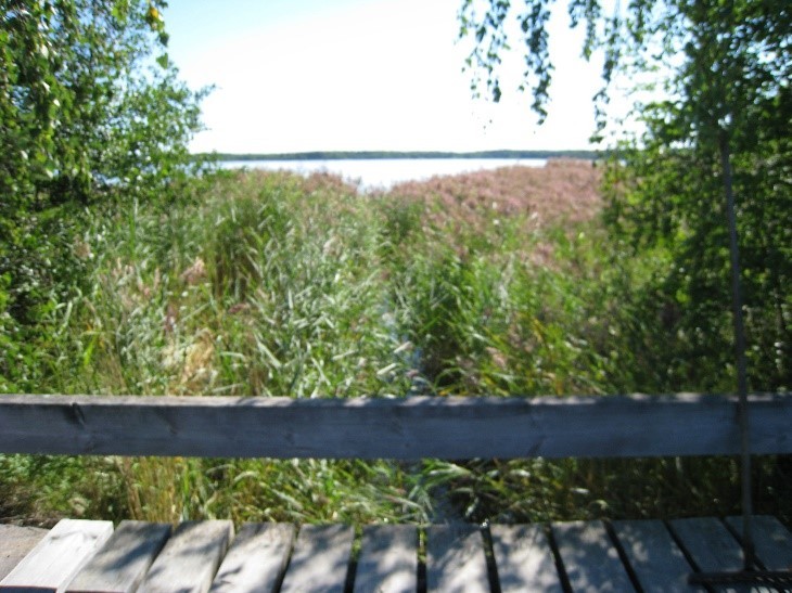 Haavaisten salmi 2008