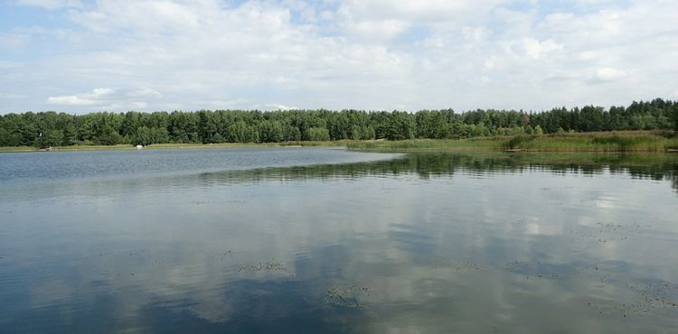Ahvenvita_ruoko_Topenginlahden_pohjukka_pieni