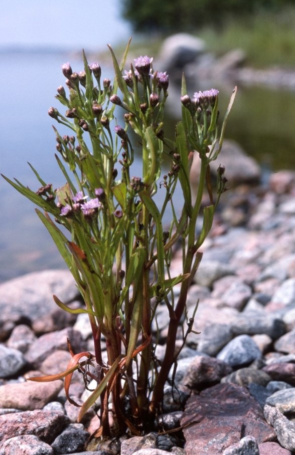 Strandaster bild